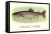 Rainbow Trout, Hailey-null-Framed Stretched Canvas