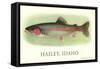 Rainbow Trout, Hailey-null-Framed Stretched Canvas
