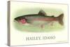 Rainbow Trout, Hailey-null-Stretched Canvas