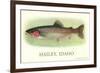 Rainbow Trout, Hailey-null-Framed Art Print