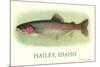 Rainbow Trout, Hailey-null-Mounted Art Print