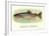 Rainbow Trout, Hailey-null-Framed Art Print