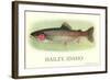 Rainbow Trout, Hailey-null-Framed Art Print