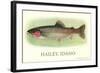 Rainbow Trout, Hailey-null-Framed Art Print