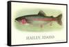 Rainbow Trout, Hailey-null-Framed Stretched Canvas