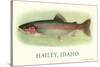 Rainbow Trout, Hailey-null-Stretched Canvas