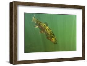 Rainbow trout in green turbid waters, Colorado, USA-Charlie Summers-Framed Photographic Print