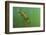 Rainbow trout in green turbid waters, Colorado, USA-Charlie Summers-Framed Photographic Print