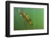 Rainbow trout in green turbid waters, Colorado, USA-Charlie Summers-Framed Photographic Print