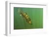 Rainbow trout in green turbid waters, Colorado, USA-Charlie Summers-Framed Photographic Print