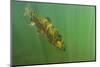 Rainbow trout in green turbid waters, Colorado, USA-Charlie Summers-Mounted Photographic Print