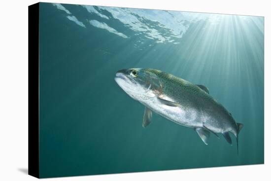 Rainbow Trout (Oncorhynchus Mykiss) in Lake, Capernwray, Lancashire, UK, July-Alex Mustard-Stretched Canvas