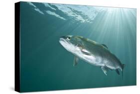 Rainbow Trout (Oncorhynchus Mykiss) in Lake, Capernwray, Lancashire, UK, July-Alex Mustard-Stretched Canvas