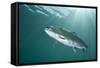 Rainbow Trout (Oncorhynchus Mykiss) in Lake, Capernwray, Lancashire, UK, July-Alex Mustard-Framed Stretched Canvas