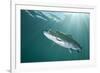 Rainbow Trout (Oncorhynchus Mykiss) in Lake, Capernwray, Lancashire, UK, July-Alex Mustard-Framed Photographic Print