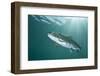 Rainbow Trout (Oncorhynchus Mykiss) in Lake, Capernwray, Lancashire, UK, July-Alex Mustard-Framed Photographic Print