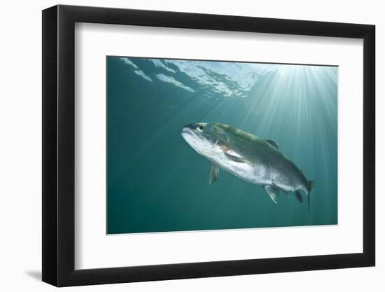 Rainbow Trout (Oncorhynchus Mykiss) in Lake, Capernwray, Lancashire, UK, July-Alex Mustard-Framed Photographic Print