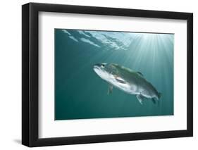 Rainbow Trout (Oncorhynchus Mykiss) in Lake, Capernwray, Lancashire, UK, July-Alex Mustard-Framed Photographic Print