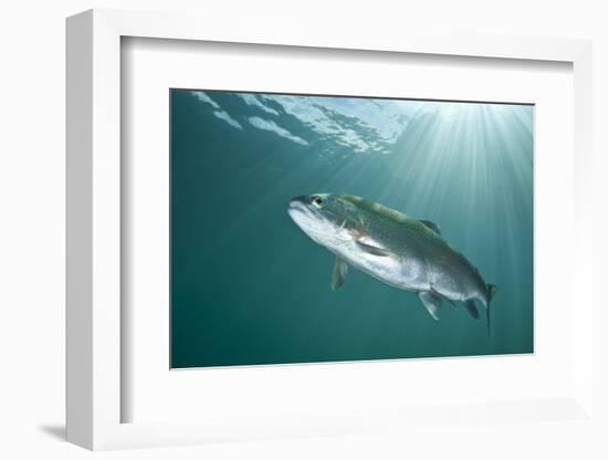 Rainbow Trout (Oncorhynchus Mykiss) in Lake, Capernwray, Lancashire, UK, July-Alex Mustard-Framed Photographic Print