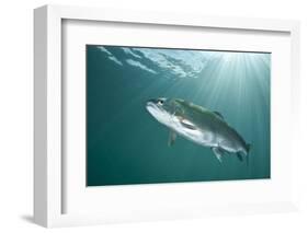 Rainbow Trout (Oncorhynchus Mykiss) in Lake, Capernwray, Lancashire, UK, July-Alex Mustard-Framed Photographic Print