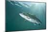 Rainbow Trout (Oncorhynchus Mykiss) in Lake, Capernwray, Lancashire, UK, July-Alex Mustard-Mounted Photographic Print