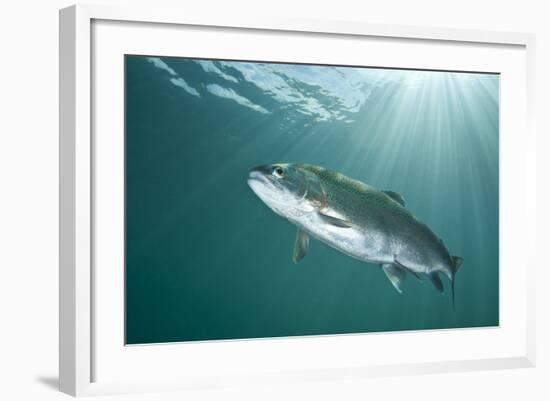 Rainbow Trout (Oncorhynchus Mykiss) in Lake, Capernwray, Lancashire, UK, July-Alex Mustard-Framed Photographic Print