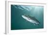 Rainbow Trout (Oncorhynchus Mykiss) in Lake, Capernwray, Lancashire, UK, July-Alex Mustard-Framed Photographic Print