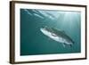 Rainbow Trout (Oncorhynchus Mykiss) in Lake, Capernwray, Lancashire, UK, July-Alex Mustard-Framed Photographic Print