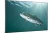 Rainbow Trout (Oncorhynchus Mykiss) in Lake, Capernwray, Lancashire, UK, July-Alex Mustard-Mounted Photographic Print