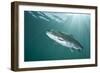 Rainbow Trout (Oncorhynchus Mykiss) in Lake, Capernwray, Lancashire, UK, July-Alex Mustard-Framed Photographic Print