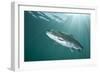 Rainbow Trout (Oncorhynchus Mykiss) in Lake, Capernwray, Lancashire, UK, July-Alex Mustard-Framed Photographic Print