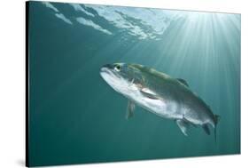 Rainbow Trout (Oncorhynchus Mykiss) in Lake, Capernwray, Lancashire, UK, July-Alex Mustard-Stretched Canvas