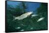 Rainbow Trout (Oncorhynchus Mykiss)-Reinhard Dirscherl-Framed Stretched Canvas