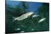 Rainbow Trout (Oncorhynchus Mykiss)-Reinhard Dirscherl-Stretched Canvas