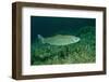 Rainbow Trout (Oncorhynchus Mykiss).-Reinhard Dirscherl-Framed Photographic Print