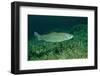 Rainbow Trout (Oncorhynchus Mykiss).-Reinhard Dirscherl-Framed Photographic Print