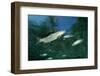 Rainbow Trout (Oncorhynchus Mykiss)-Reinhard Dirscherl-Framed Photographic Print