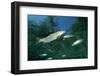 Rainbow Trout (Oncorhynchus Mykiss)-Reinhard Dirscherl-Framed Photographic Print