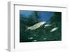 Rainbow Trout (Oncorhynchus Mykiss)-Reinhard Dirscherl-Framed Photographic Print