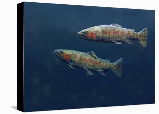 Rainbow Trout pair swimming underwater-Tim Fitzharris-Stretched Canvas