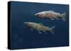 Rainbow Trout pair swimming underwater-Tim Fitzharris-Stretched Canvas