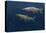 Rainbow Trout pair swimming underwater-Tim Fitzharris-Stretched Canvas