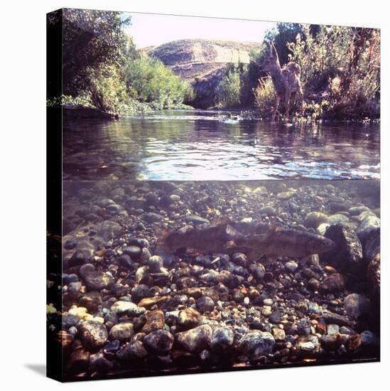 Rainbow Trout Resting in Tributary of Madison River with Fawn Drinking at Water's Edge-George Silk-Stretched Canvas