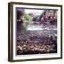 Rainbow Trout Resting in Tributary of Madison River with Fawn Drinking at Water's Edge-George Silk-Framed Photographic Print