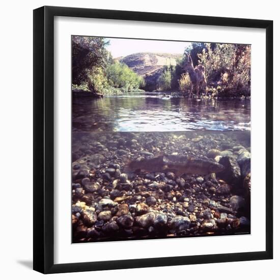 Rainbow Trout Resting in Tributary of Madison River with Fawn Drinking at Water's Edge-George Silk-Framed Photographic Print