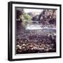 Rainbow Trout Resting in Tributary of Madison River with Fawn Drinking at Water's Edge-George Silk-Framed Photographic Print