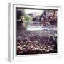 Rainbow Trout Resting in Tributary of Madison River with Fawn Drinking at Water's Edge-George Silk-Framed Photographic Print