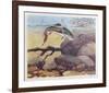 Rainbow Trout-Bill Elliot-Framed Collectable Print