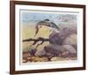 Rainbow Trout-Bill Elliot-Framed Collectable Print
