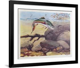 Rainbow Trout-Bill Elliot-Framed Collectable Print